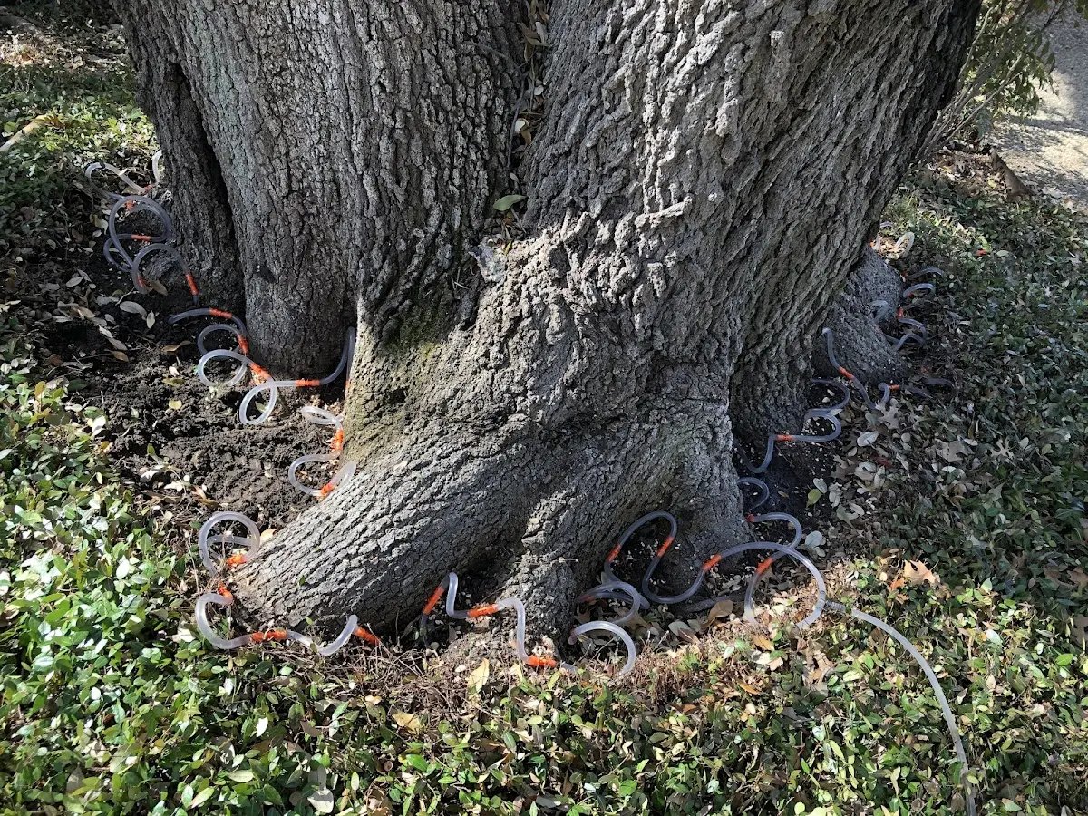 Detailed Tree Cabling and Bracing job site in Delaplaine