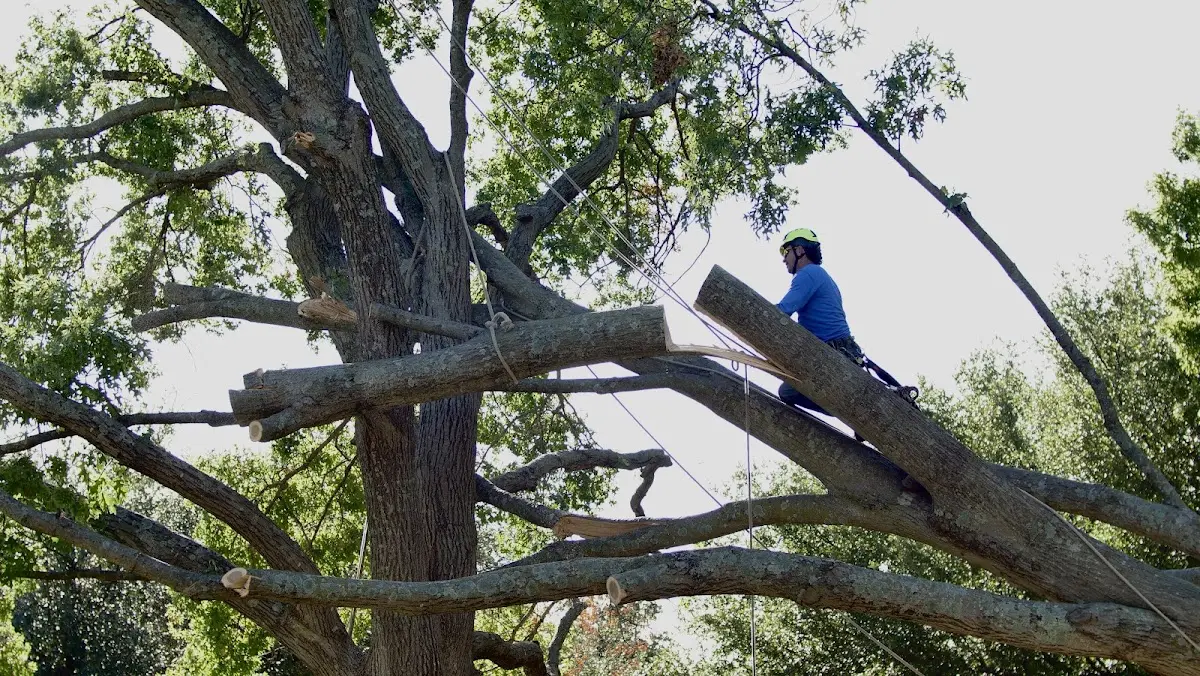 Professional Crown Thinning performed by certified arborists in Delaplaine