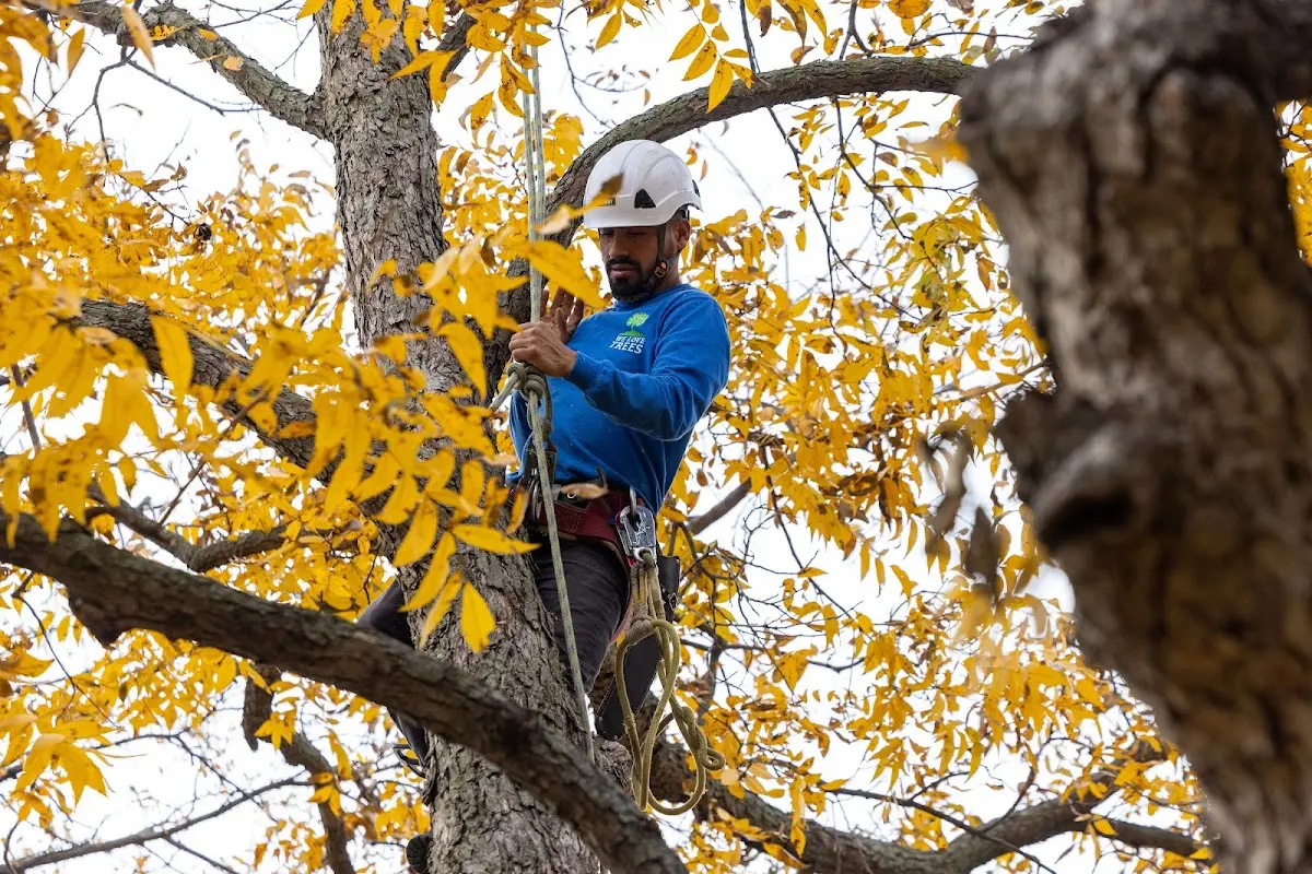 Skilled Storm Damage Cleanup crew working in Delaplaine