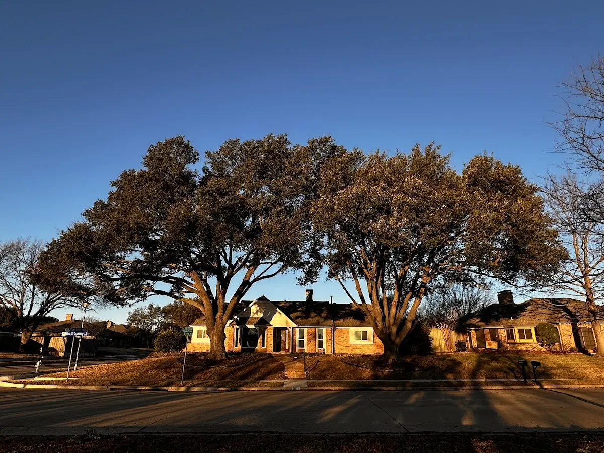 Established residential canopy tree shading a home in Delaplaine